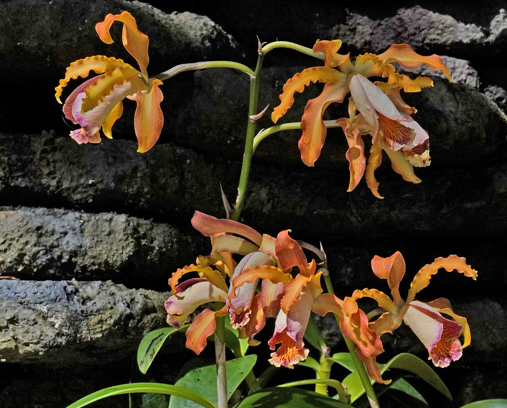 Orange Myrmecocattleya Luster flowers have curled narrow segments and pale lips edged in purple