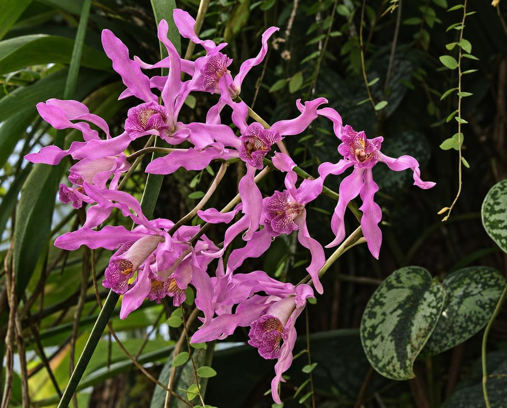 Clusters of pink-purple Myrmecolaelia Veronica Romero flowers display narrow wavy petals and sepals