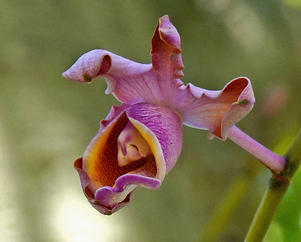 A pink-purple Myrmecophila tibicinis flower has curled wavy segments and a lip with an orange-yellow interior