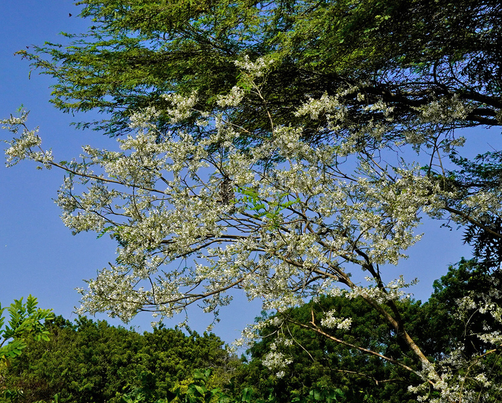 A spreading Myrospermum frutescens tree carries numerous pale flower clusters beneath a blue sky