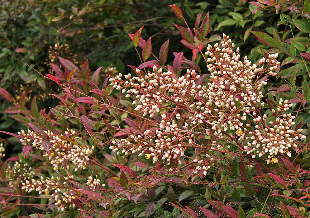 Clusters of Nandina domestica white flowers with yellow anthers