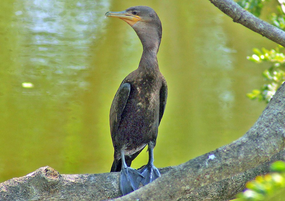 A black Neotropic Cormorant with a yellow beak standing on a tree branch over the water