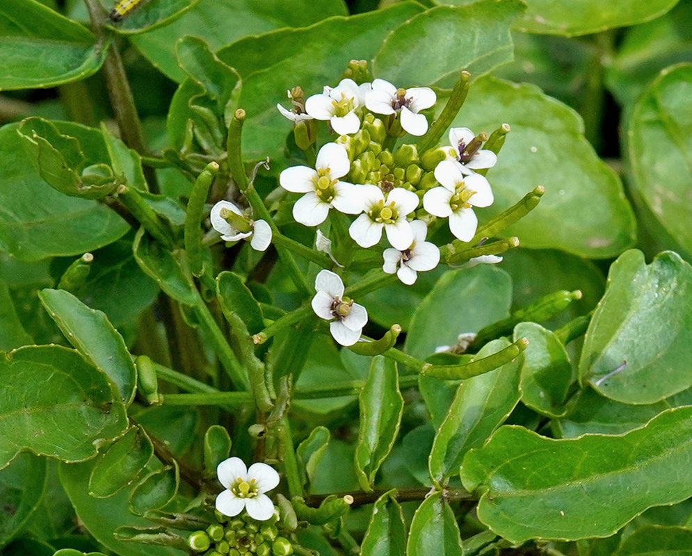 Small white Nasturtium officinale flowers with four rounded petals open among glossy green leaves