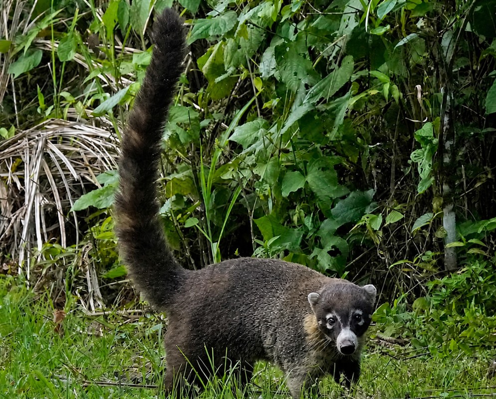 A Nasua narica walks through green vegetation with its long ringed tail held upright