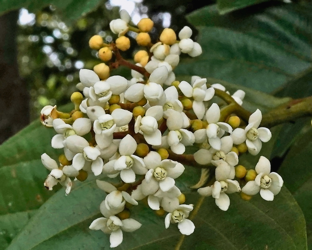 Nectandra lineata Flowers Nectandra lineata flowers