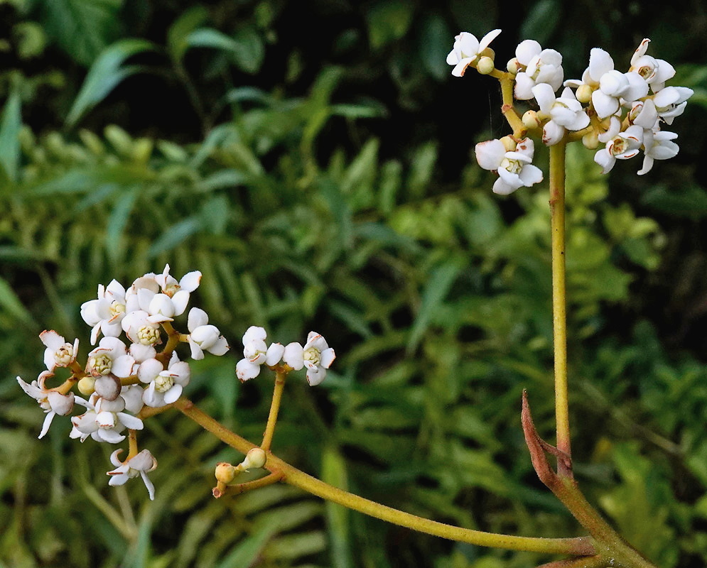 Nectandra lineata plant habit and foliage