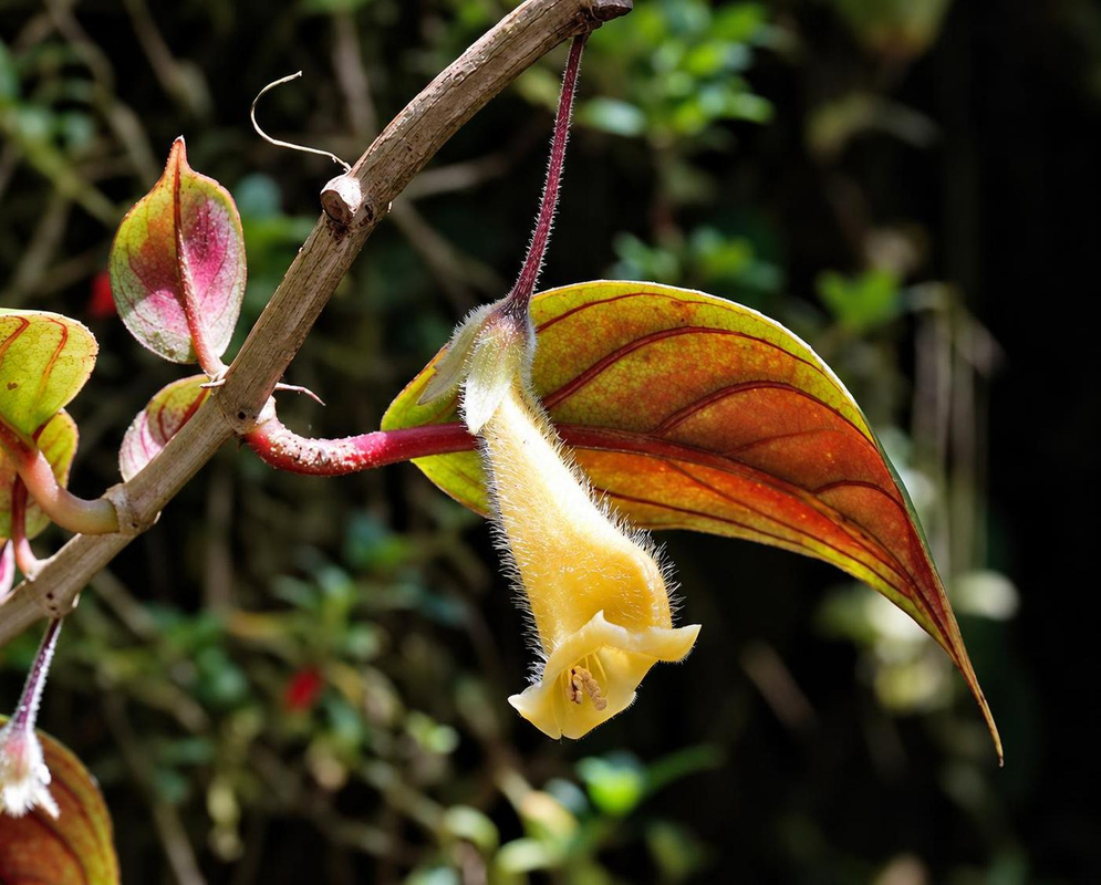 A pale yellow Nematanthus fluminensis tubular flower hangs from a slender red stalk beneath reddish sepals