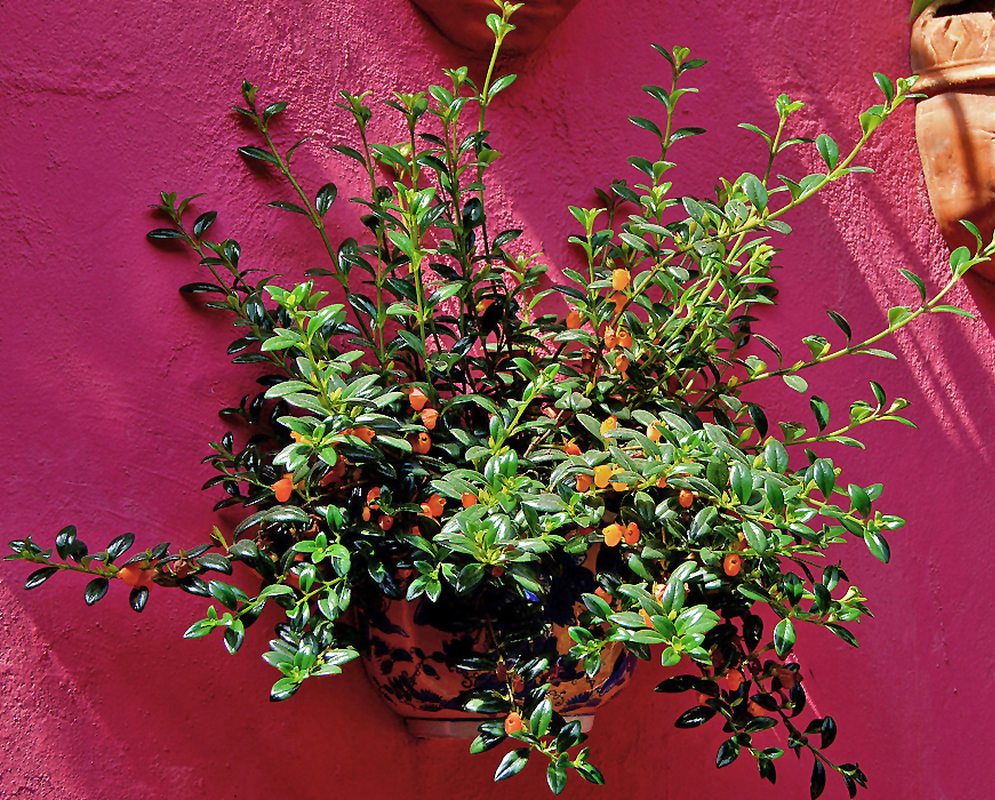 Nematanthus gregarius with orange flowers and glossy leaves in a wall-mounted pot