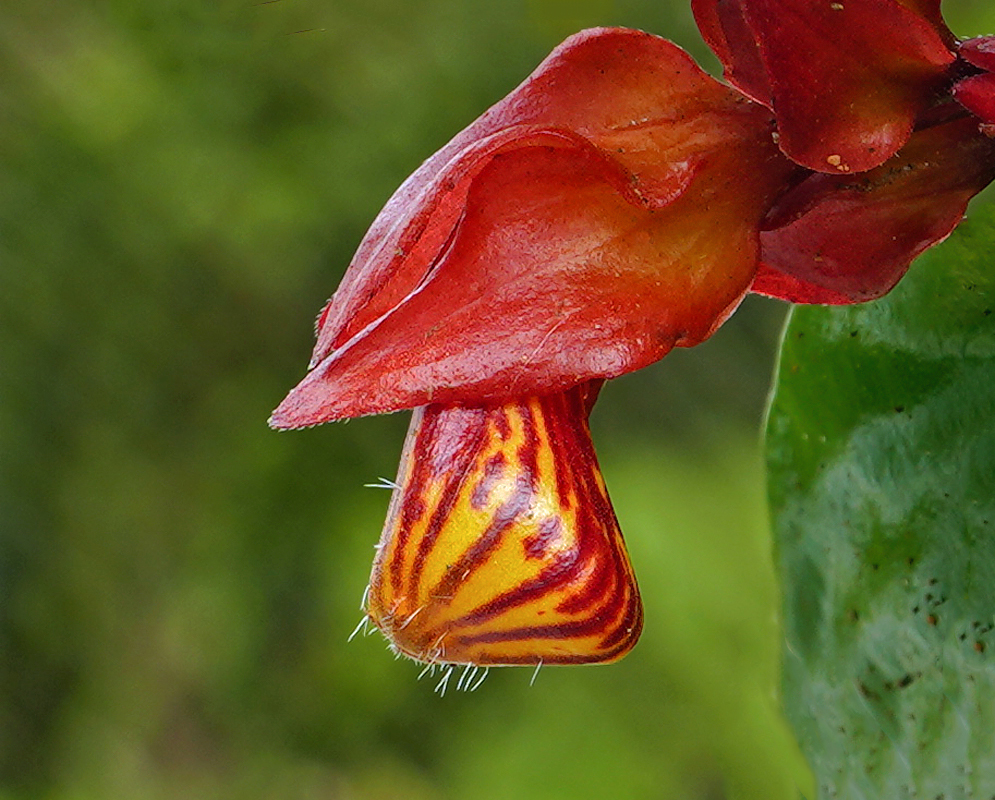 Nematanthus tropicana flower with a pouch-like shape, vibrant yellow and orange-striped pattern that resembles a small goldfish, emerging from a deep red, glossy calyx, and is covered in tiny, hair-like structures along its surface.