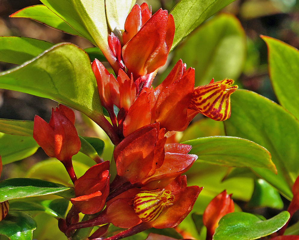 Nematanthus tropicana pouch-like blooms with yellow and red-striped patterns emerging from vibrant red bracts amidst glossy green leaves