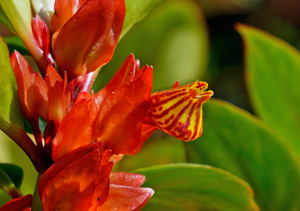 A Nematanthus tropicana pouch-like shape flower with bold yellow and red stripes emerging from a cluster of bright red bracts