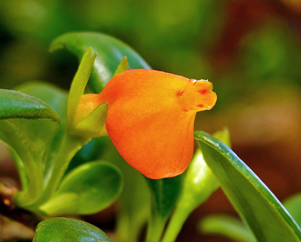 Orange Nematanthus wettsteinii flower