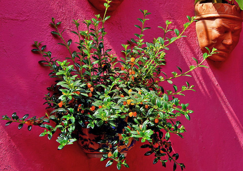 A flowering Nematanthus wettsteinii in a wall-pot in front of a dark pink wall