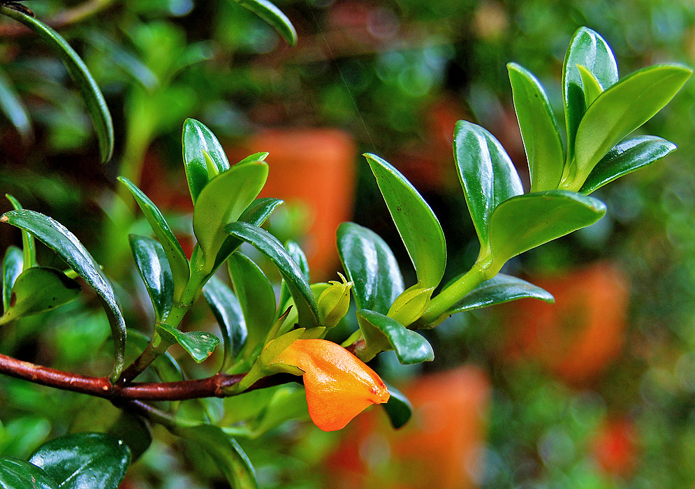 A Nematanthus wettsteinii branch with glossy leaves and an orange flower