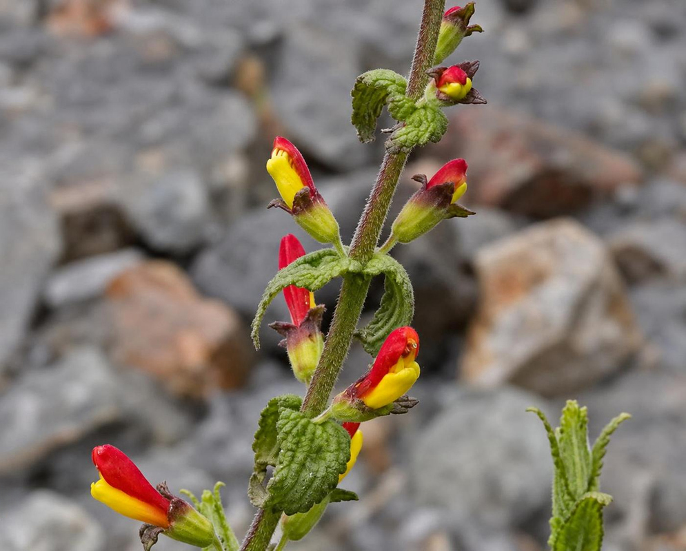 Small red and yellow Neobartsia camporum flowers project from a slender upright stem with paired green leaves