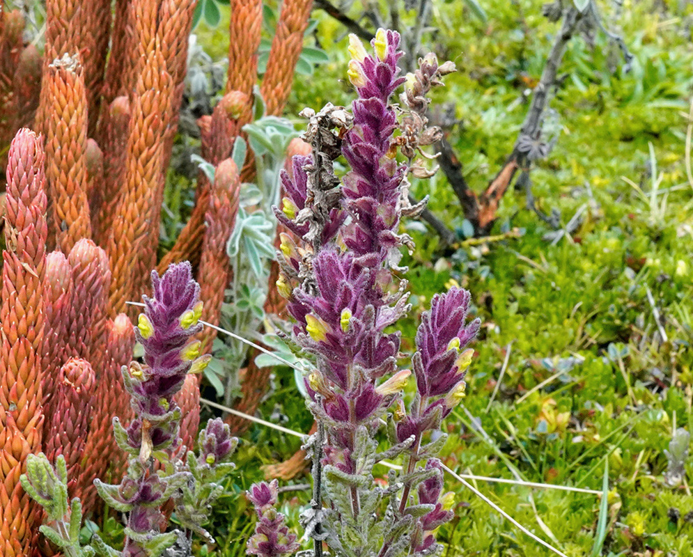 Dense purple Neobartsia laticrenata flowering spikes show small yellow floral tips among hairy bracts
