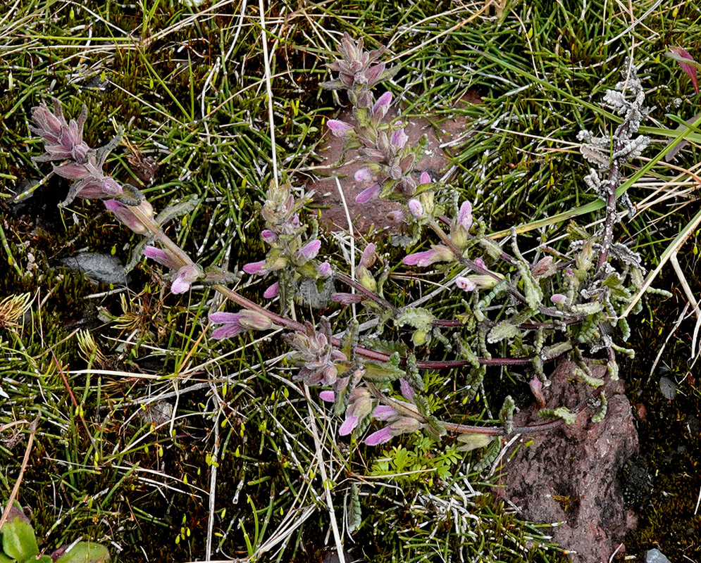 Pale purple Neobartsia orthocarpiflora flowers line slender branching stems among low mountain vegetation