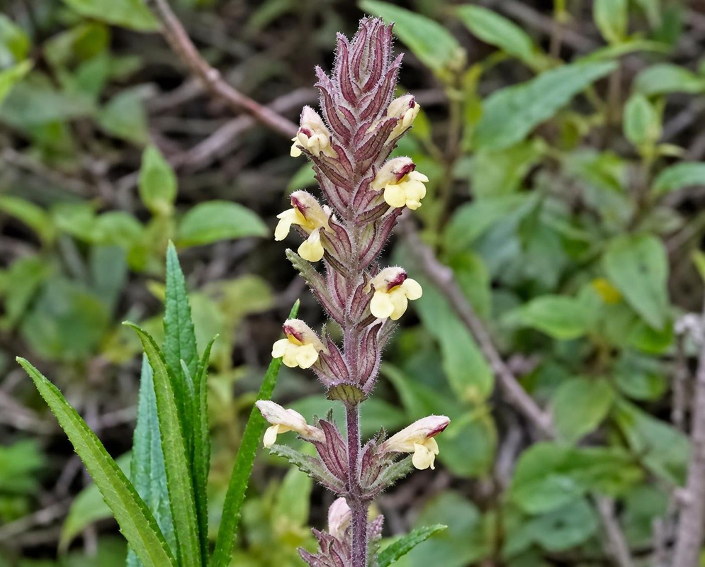 Small cream-yellow Neobartsia serrata flowers project from a dense upright spike of purple-brown bracts