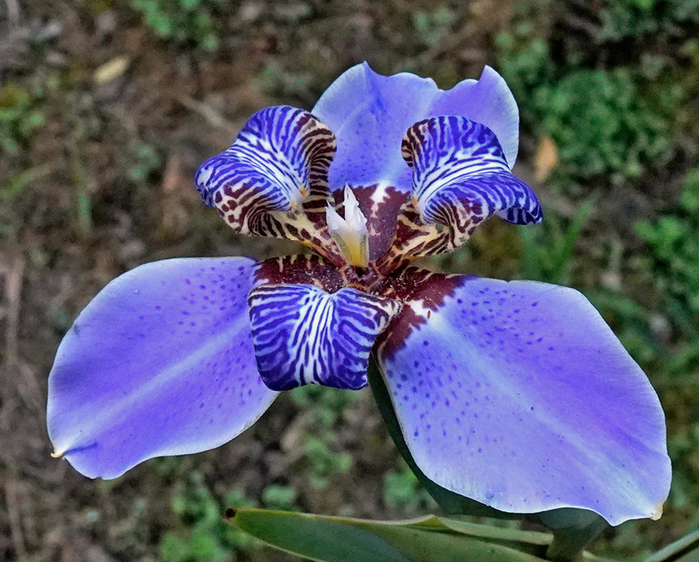 A blue-violet Neomarica caerulea flower spreads broad outer segments around curled inner segments striped white and purple