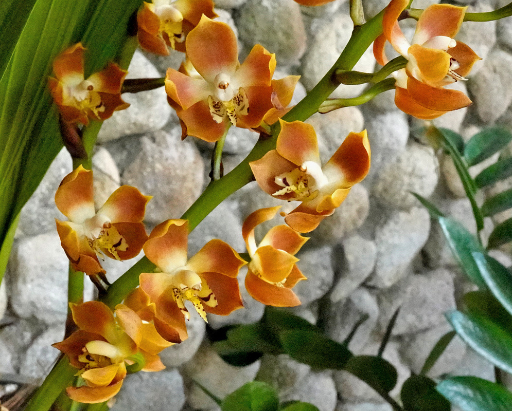 Orange and cream Neomoorea wallisii orchid flowers form a loose cluster along an arching green stalk