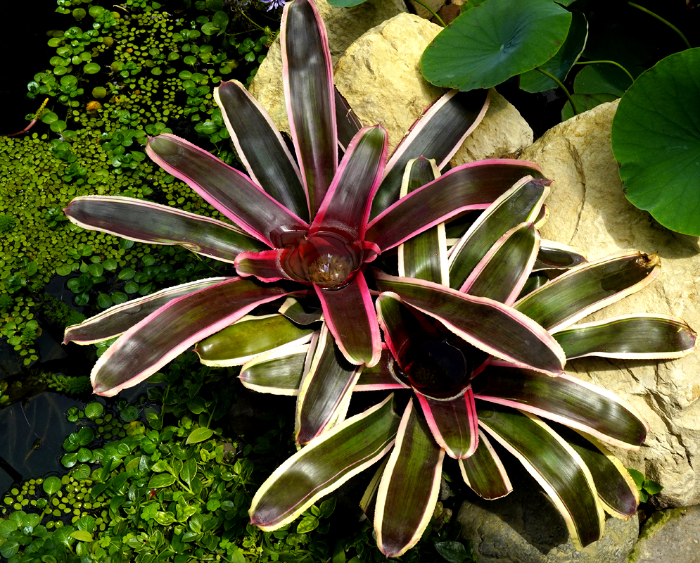 Red with yellow Neoregelia bracts