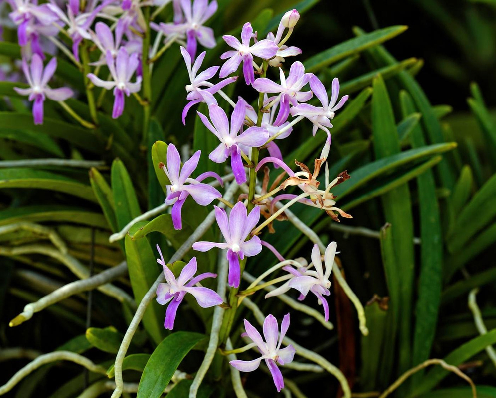 Small pale lavender Neostylis Lou Sneary flowers form airy branching clusters above strap-shaped green foliage