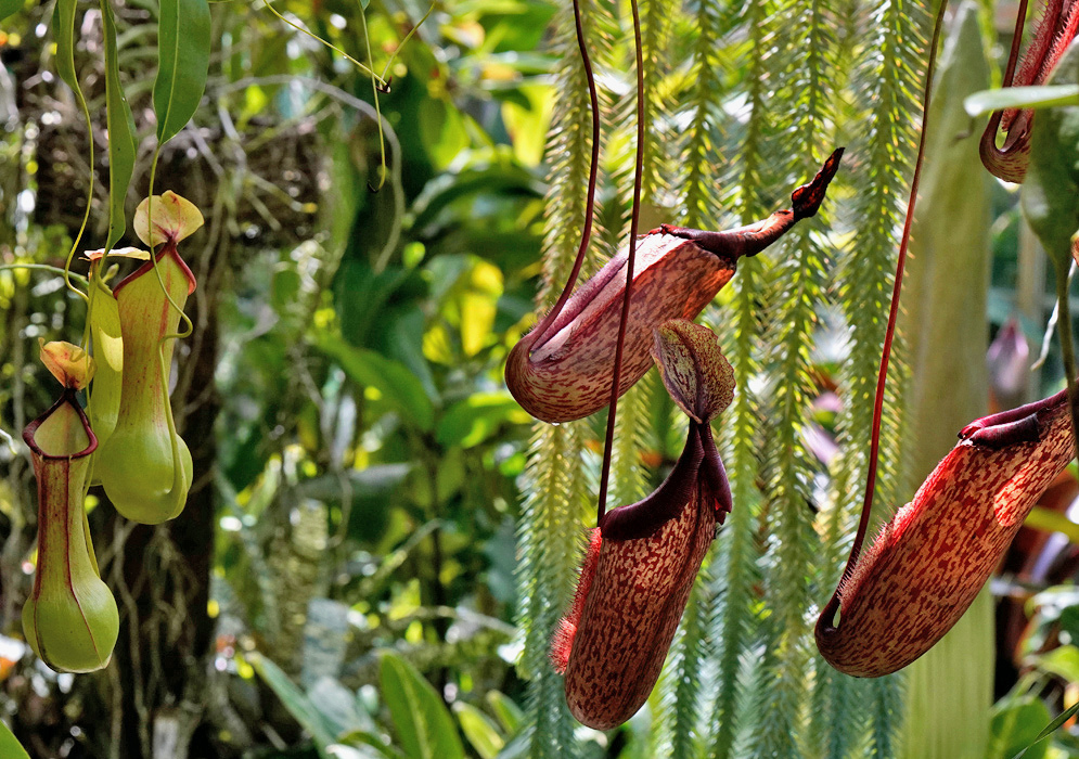 Slender reddish-brown Nepenthes alata pitchers hang beneath small lids among green leaves