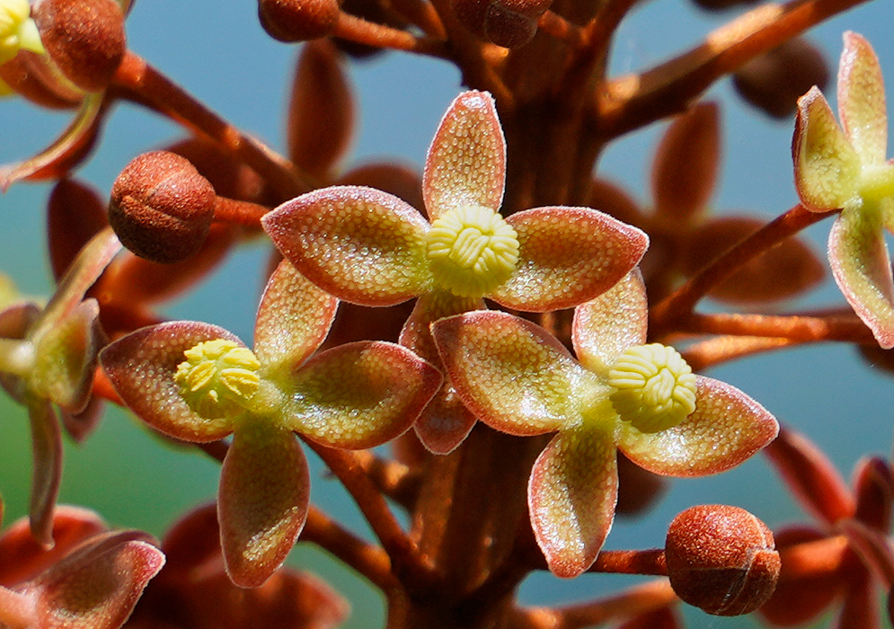 Three rust-red and yellow flowers of Nepenthes Lady Luck 