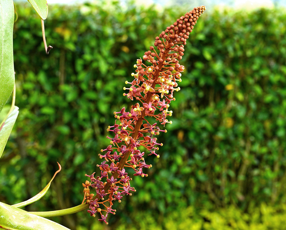 A large errect Nepenthes Lady Luck inflorescence with mix-color flowers