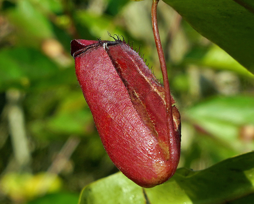 The back of Nepenthes Lady Luck flower
