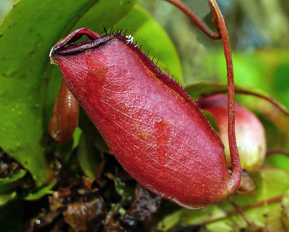 Nepenthes Lady Luck red flower