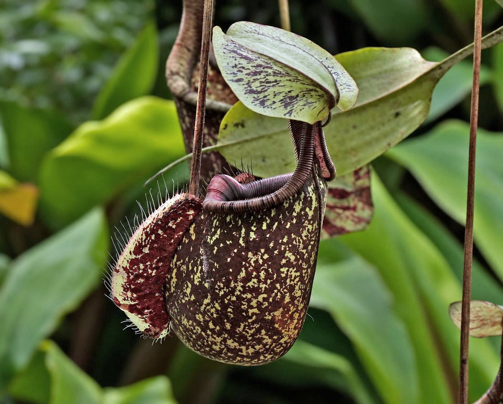 A yellow-green Nepenthes rafflesiana pitcher with reddish-brown speckles hangs beneath a broad pale lid
