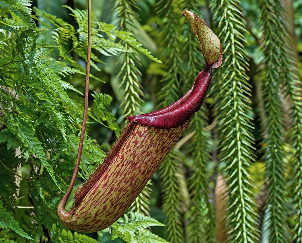 A long yellow-green Nepenthes x Miranda pitcher has red speckles and a broad dark red rim beneath its lid