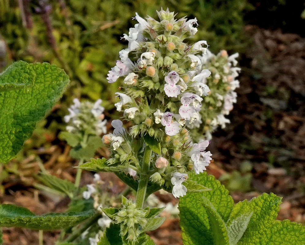 Small white Nepeta cataria flowers with pinkish-purple markings cluster densely along a leafy stem