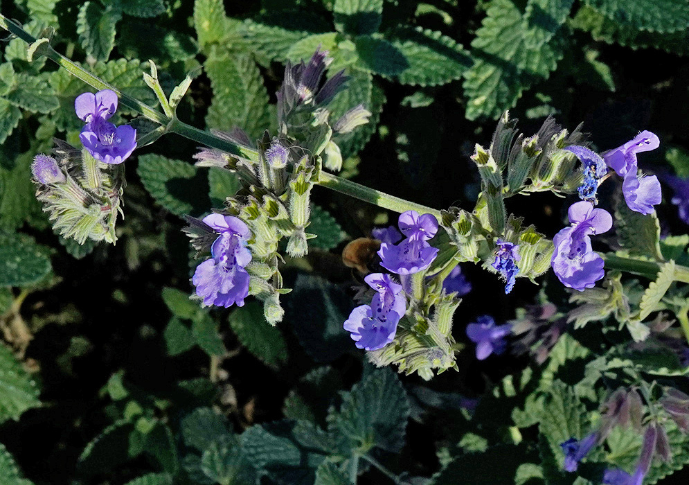 Violet-blue Nepeta racemosa flowers open from hairy buds with pale lower lips marked by purple veins