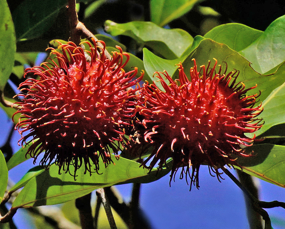 Red Nephelium lappaceum fruits covered in soft hair-like projections cluster among green leaves