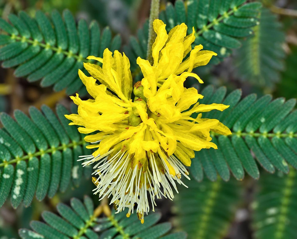 A golden yellow Neptunia pubescens flower head spreads flattened filaments around slender pale stamens