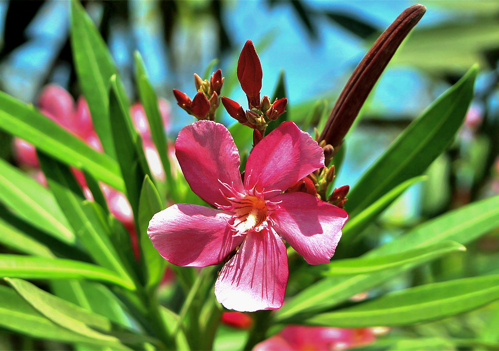 A bright pink Nerium oleander flower with flower buds and a seed pod in the background