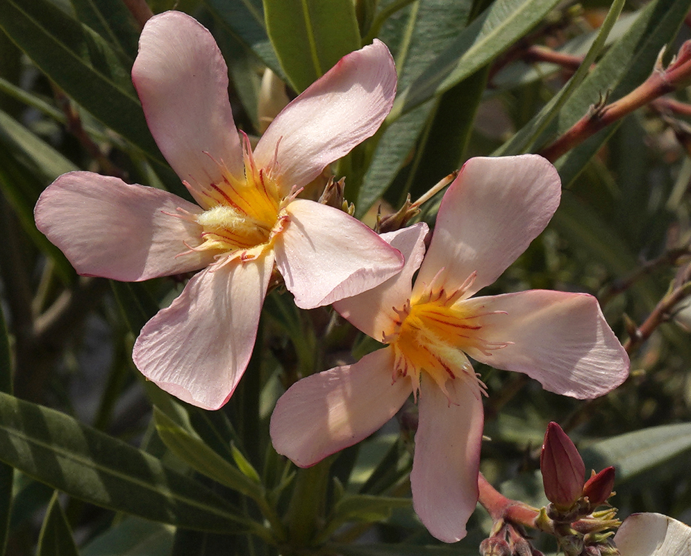 Nerium oleander shrub with salmon colored flowers