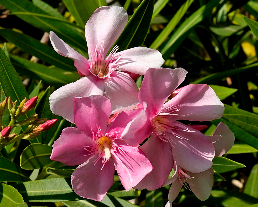 A cluster of peach-pink Nerium oleander flowers with yellow centers