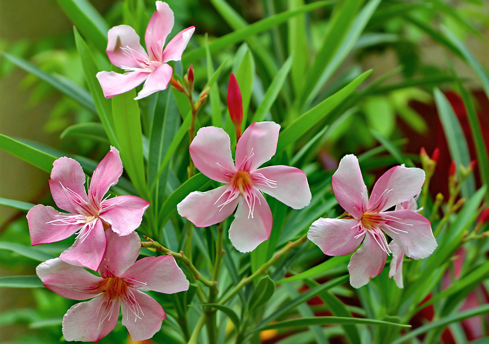 Light pink Nerium oleander flowers