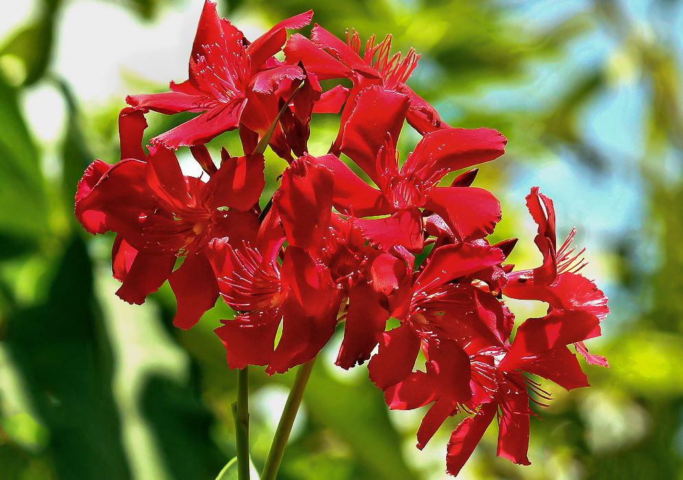 A cluster of red Nerium oleander flowers