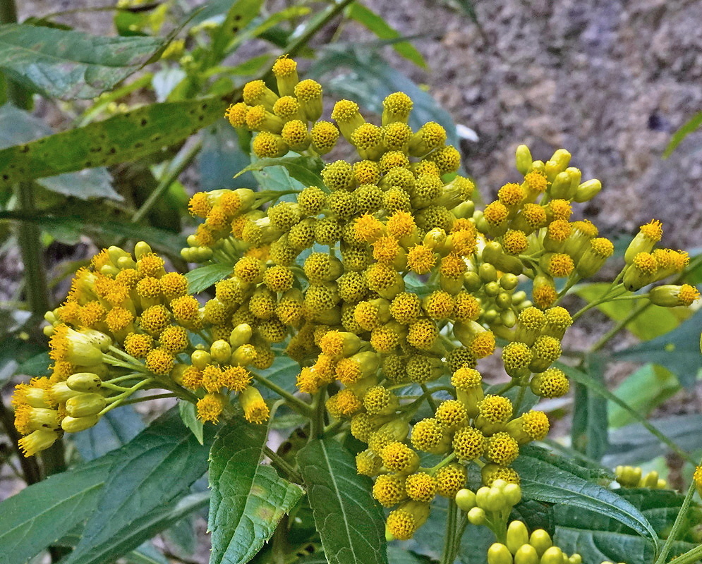Neurolaena lobata plant habit and foliage