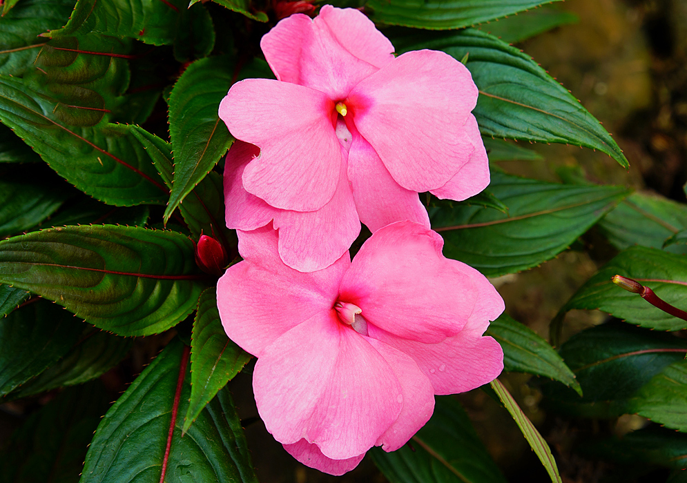 Two pink Impatiens hawkeri flowers