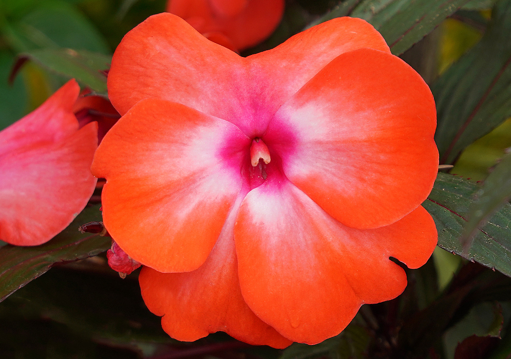Orange Impatiens hawkeri flower with white and pink center