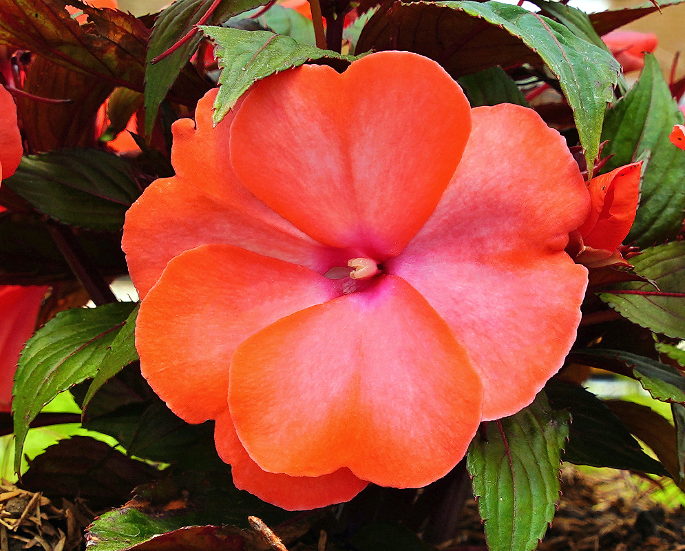 Impatiens hawkeri orange flower with a pink center