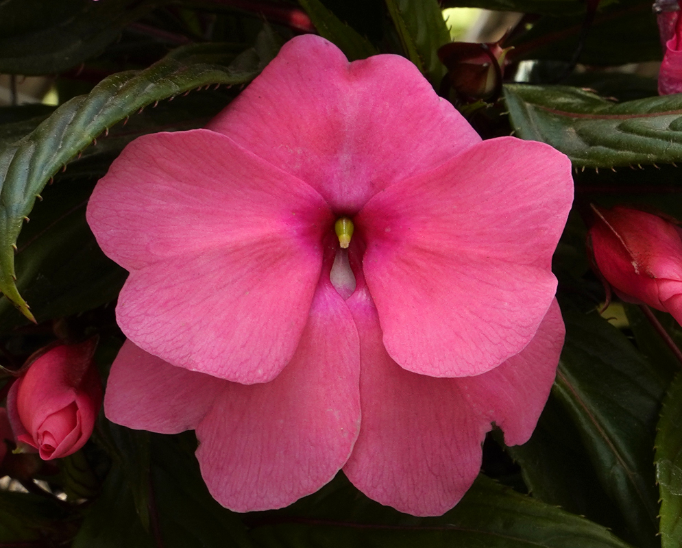 Two Impatiens hawkeri flowers with different shades of pink