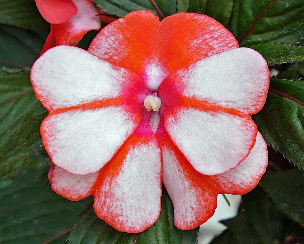Impatiens hawkeri red and white flower