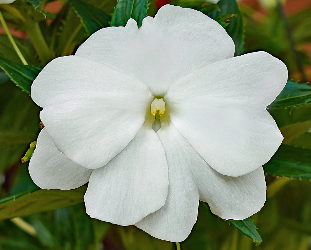 Impatiens hawkeri white flower