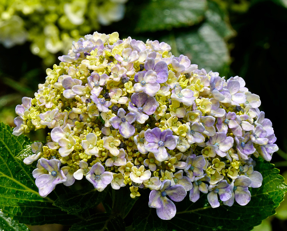 A developing Hydrangea macrophylla bloom with pale yellow and light purple florets emerging over fresh green leaves